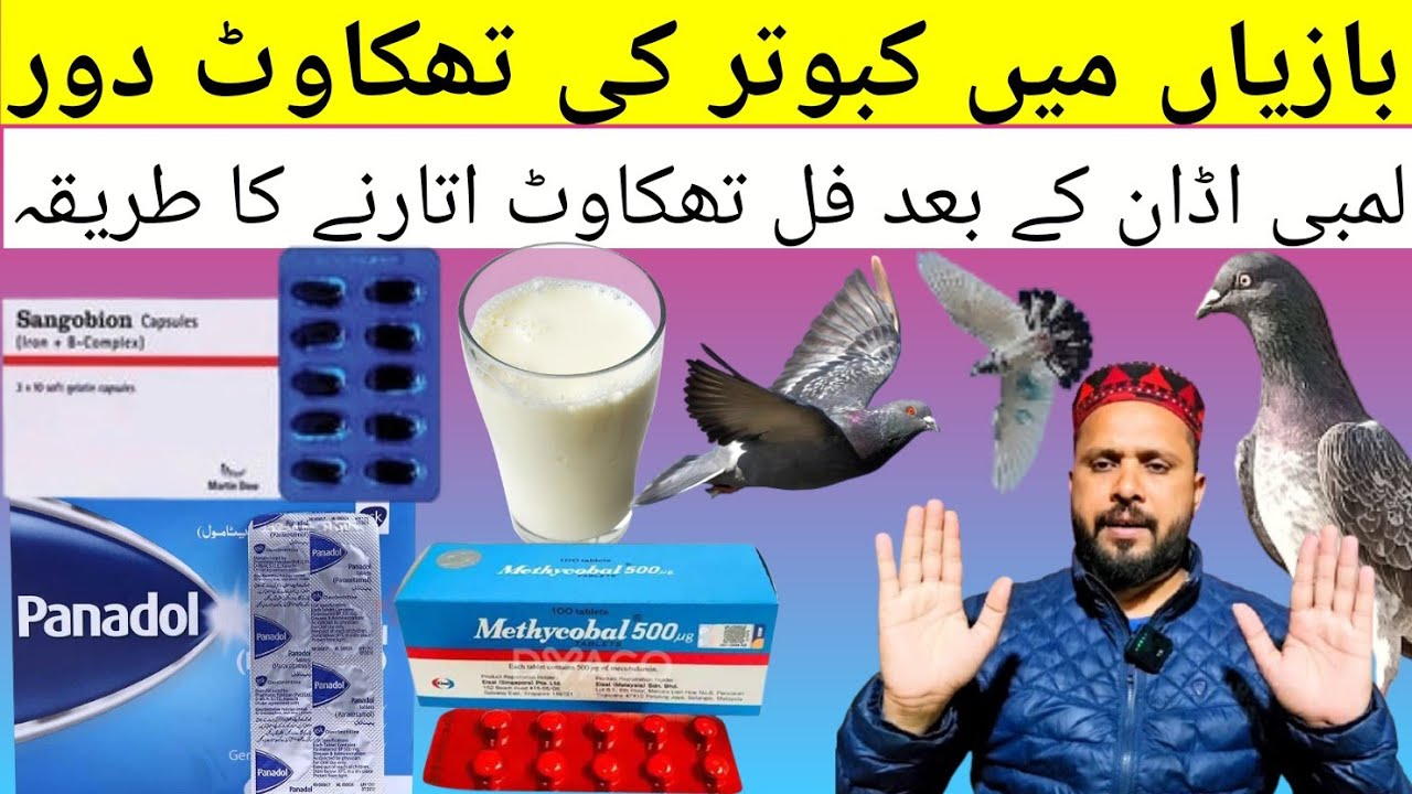 BAZI Me Kabutar keTaqawat nekalny Ka nuskha#pigeon #kabootar #kabutar #pigeonking #piplan 