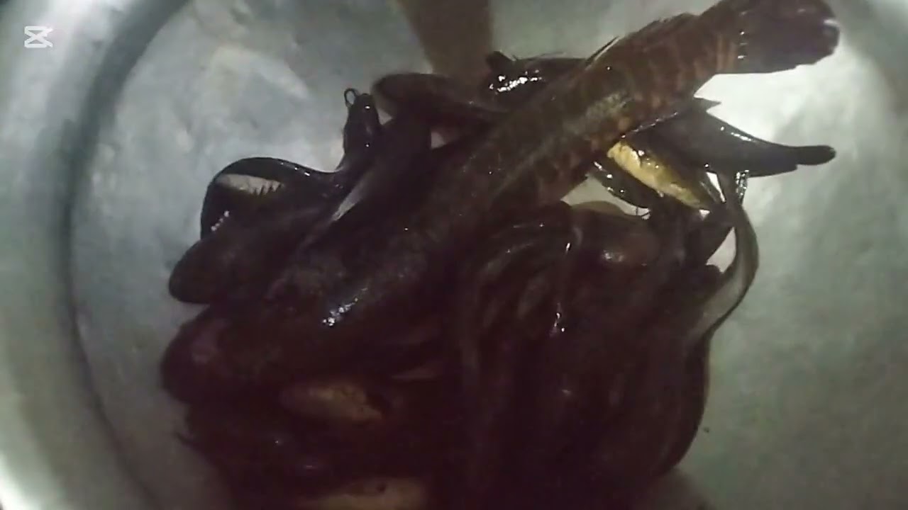 গ্রাম থেকে খাটির মাছ কাকা শ্বশুর দিলো