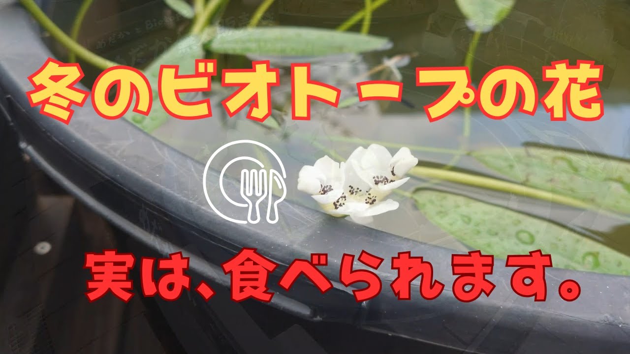【冬のビオトープ】冬に咲くこの花、実は『野菜』でした。