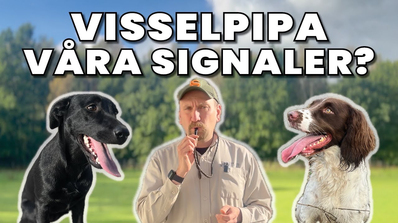Välja Visselpipa, Signaler och undvika vanliga Fel för både Jakt och Sällskapshundar