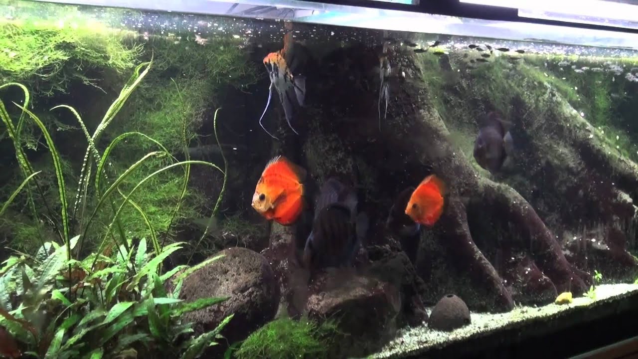 2300 Liter Süsswasseraquarium