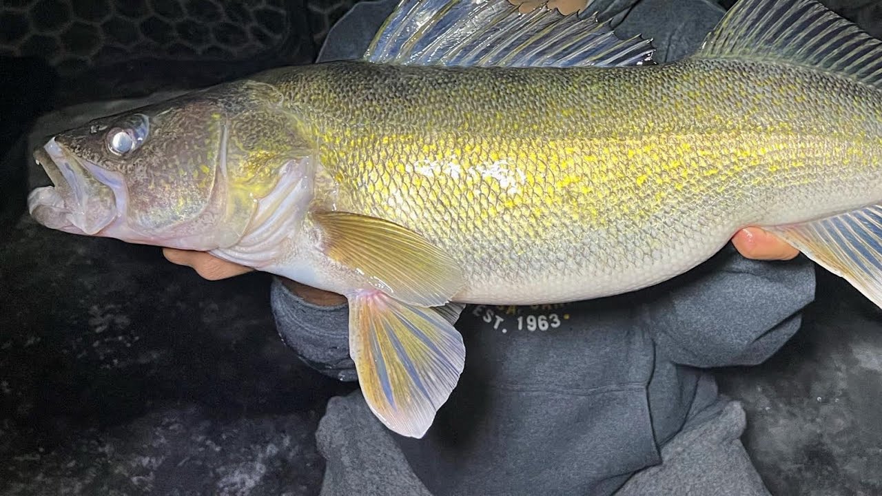 POUNDING walleye through the ice on Tobin lake￼| Ice Fishing 2024