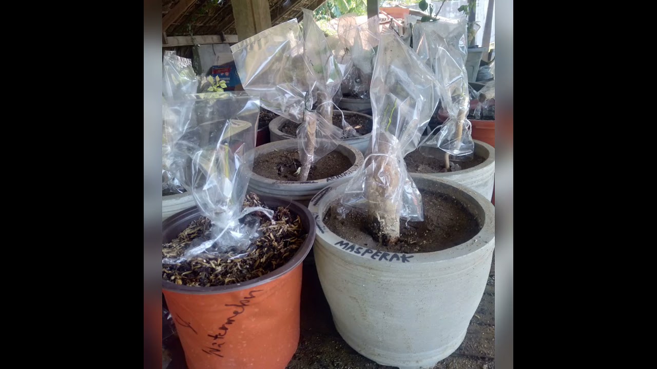 The secret of grafting Bougainvillea!