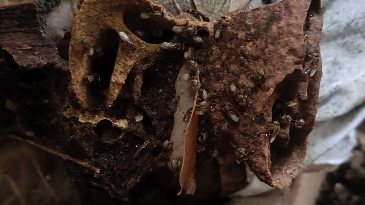 🐝 Pouco Espaço, Muitas Abelhas! Meliponicultura na Prática
