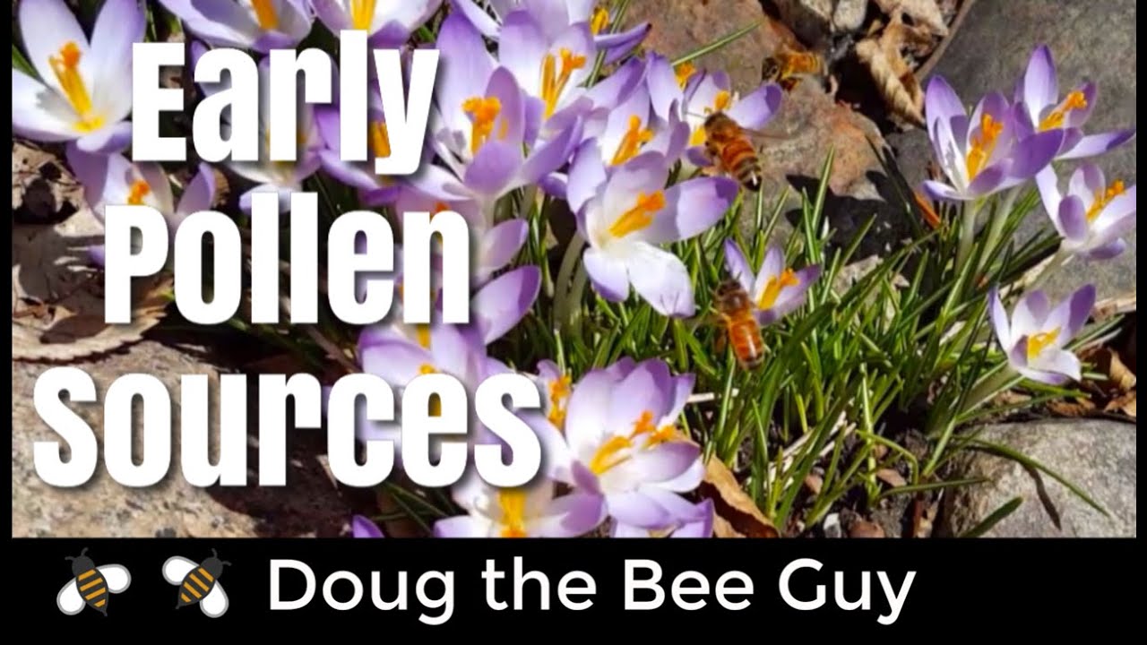 Early Spring Pollen | What Flowers to Plant for Bees