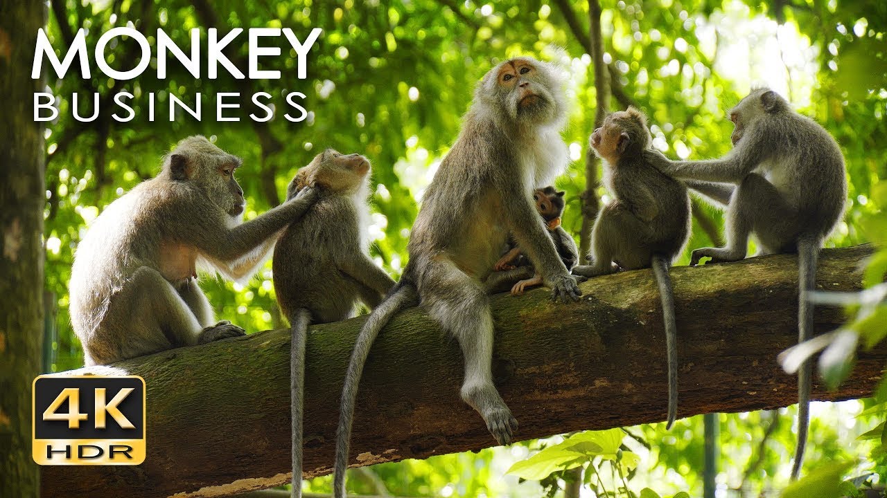 4K HDR Monkey Business - Life of Monkeys - Animal Documentary - Fun & Relaxing Music Video.