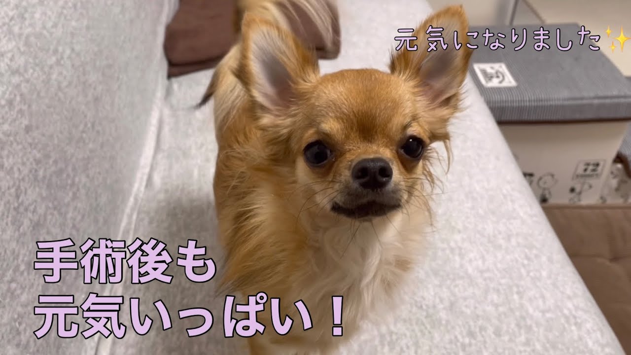 手術後３日目には元気全開！！生後11ヶ月のチワワ