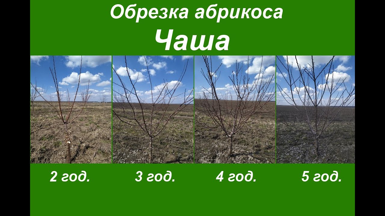 Обрезка абрикоса весной. Обрезка абрикоса чаша. Обрезка молодого абрикоса. Абрикос 2,3,4,5 год.