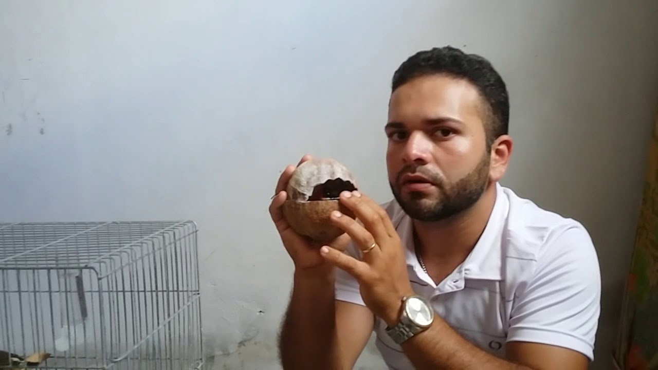 como reproduzir o pássaro mandarim.