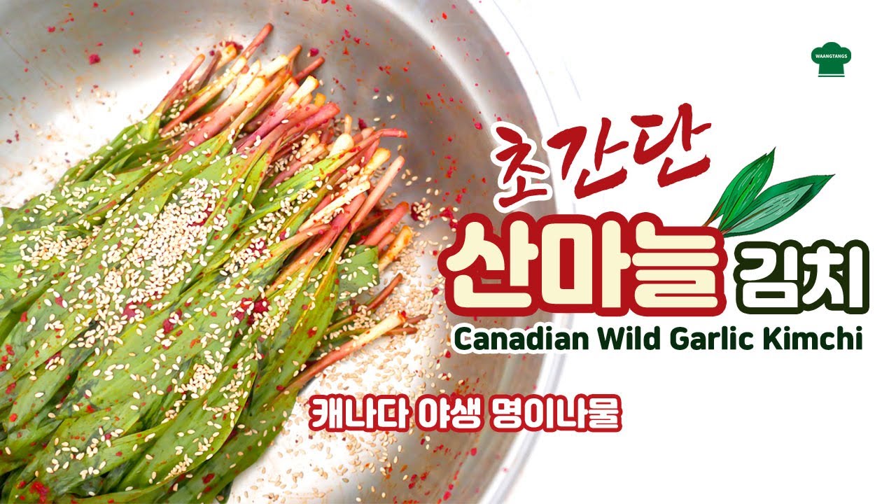아쌀한 캐나다산 명이나물 지천에 깔렸데요~ Wild Garlic Kimchi~