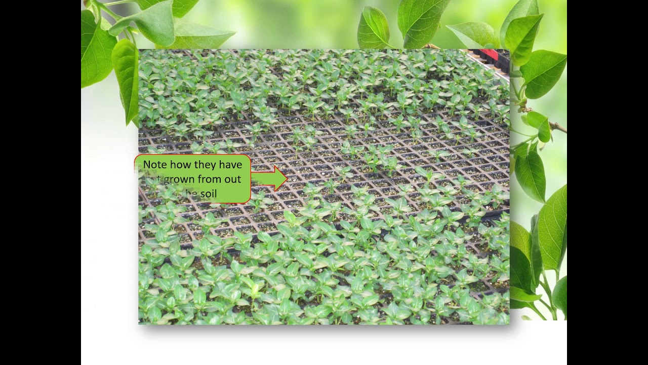 Purdue Landscape Report - Disease Symptoms