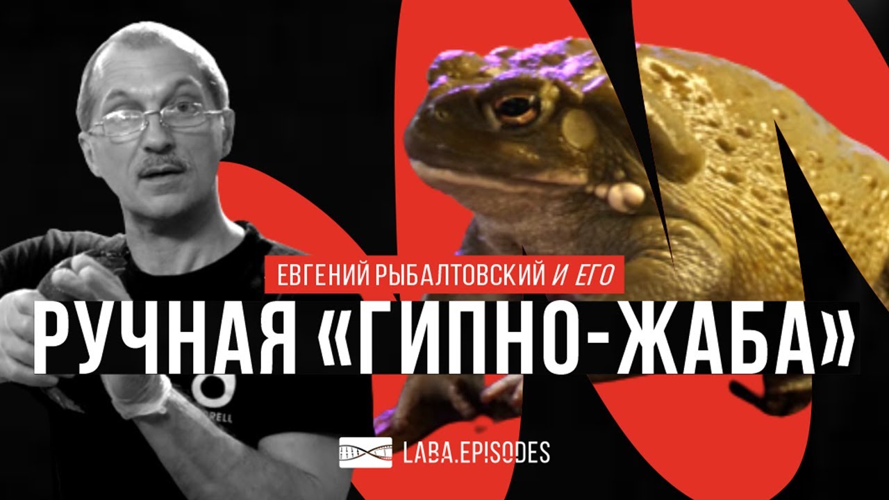 Ручная гипножаба. Почему не стоит её облизывать? #LabaEpisodes