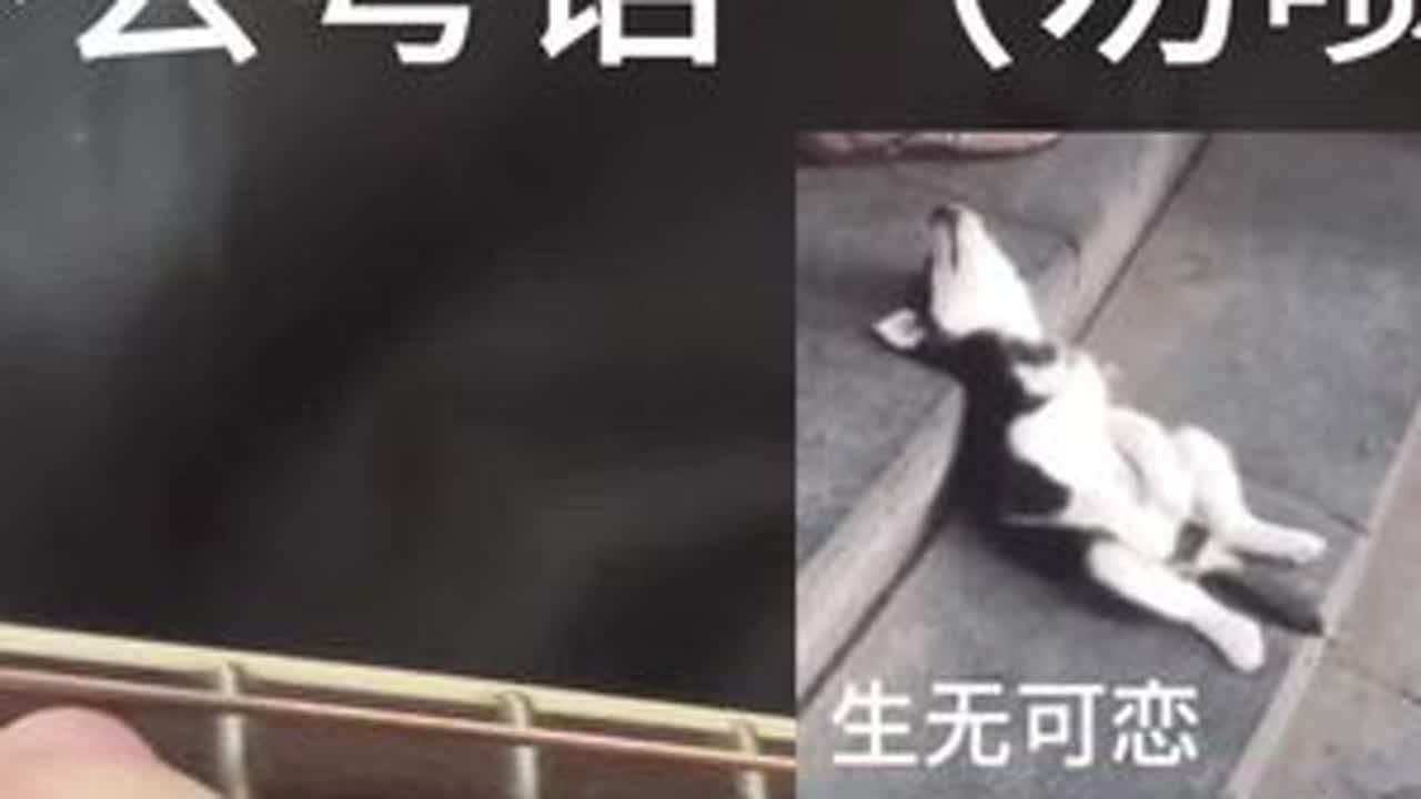 用背脊唱情歌 国语版 