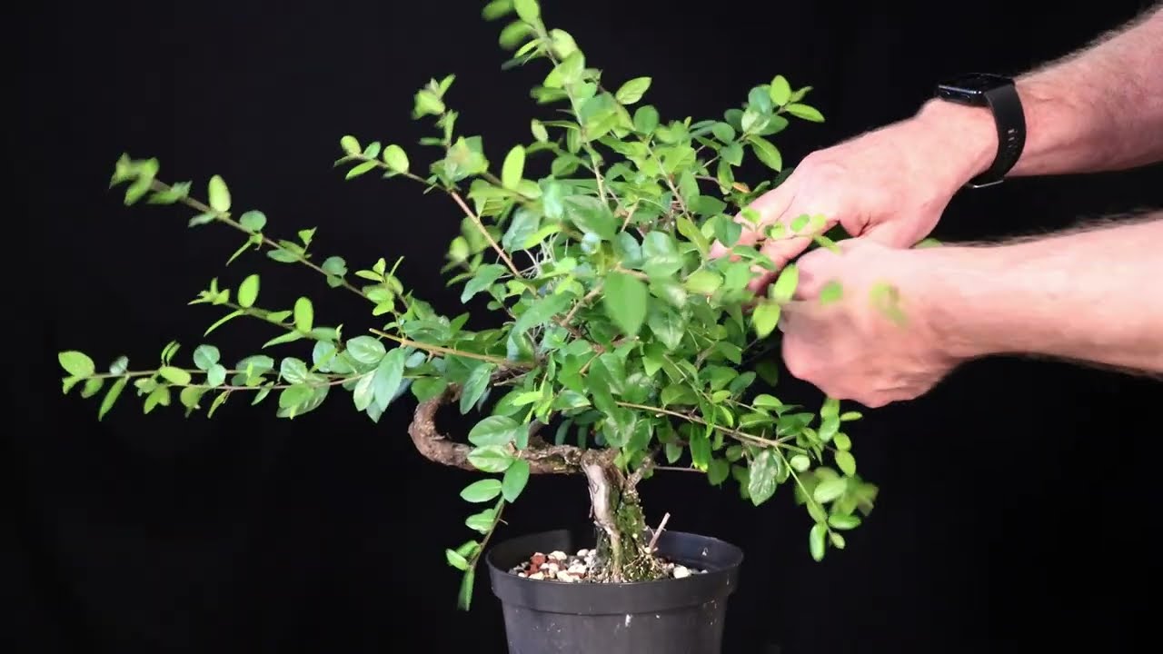 Chinese Sweet Plum. Sageretia theezans. Pruned in January. March and April