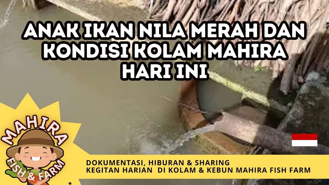 Anak Ikan Nila Merah dan Kondisi Kolam Mahira Hari Ini