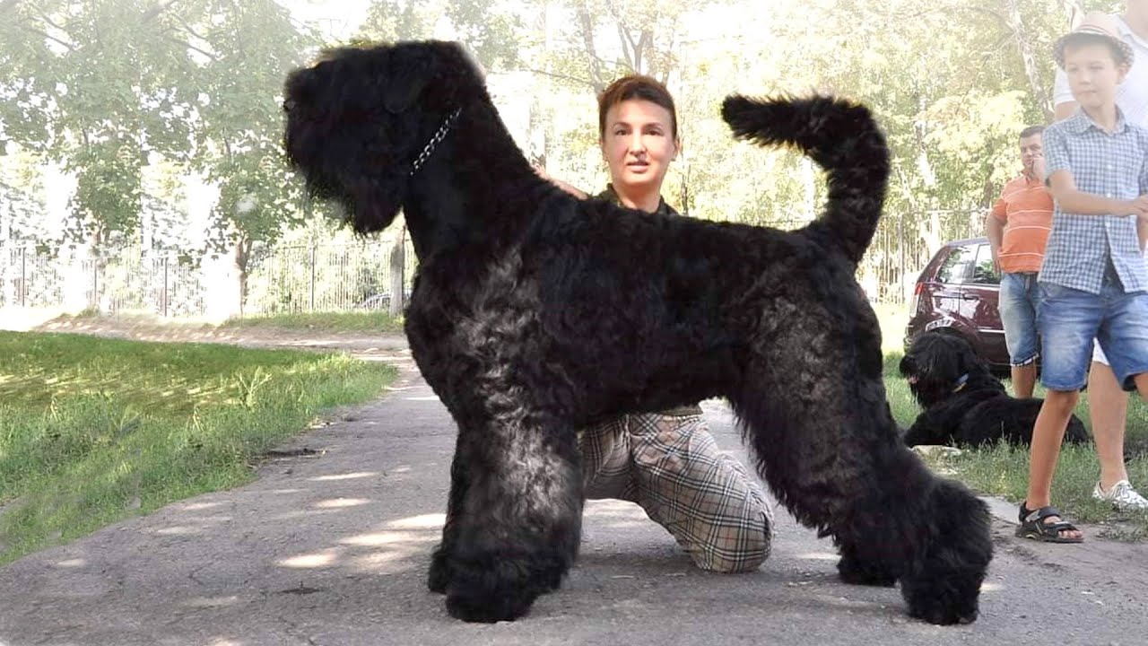 10 Most Unknown Russian Dog Breeds