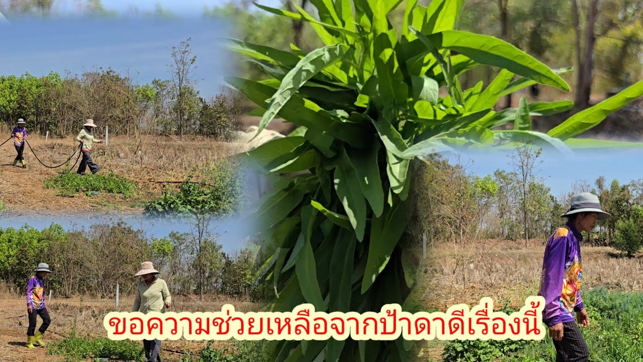สวที่นามาช่วยกันทำสิ่งนี้ที่ปลายทุ่ง
