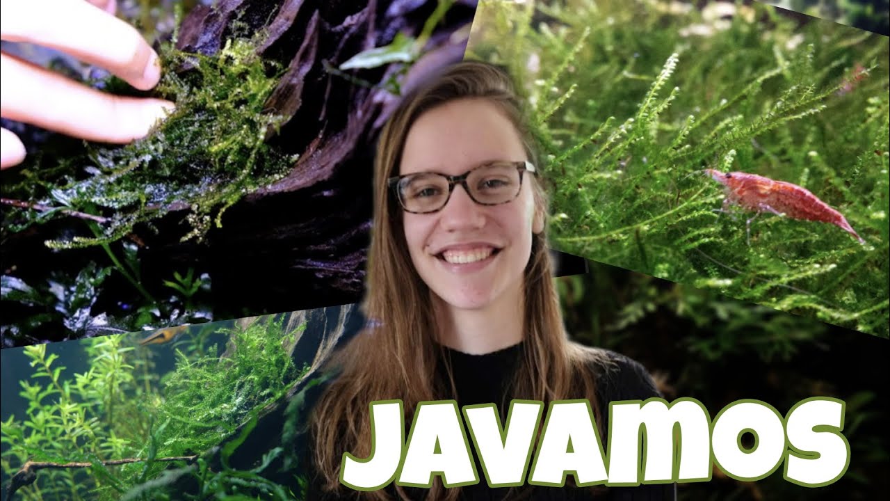 JAVAMOS: LIJMEN + VERZORGING! Ideaal bij GARNALEN! //Nickey//