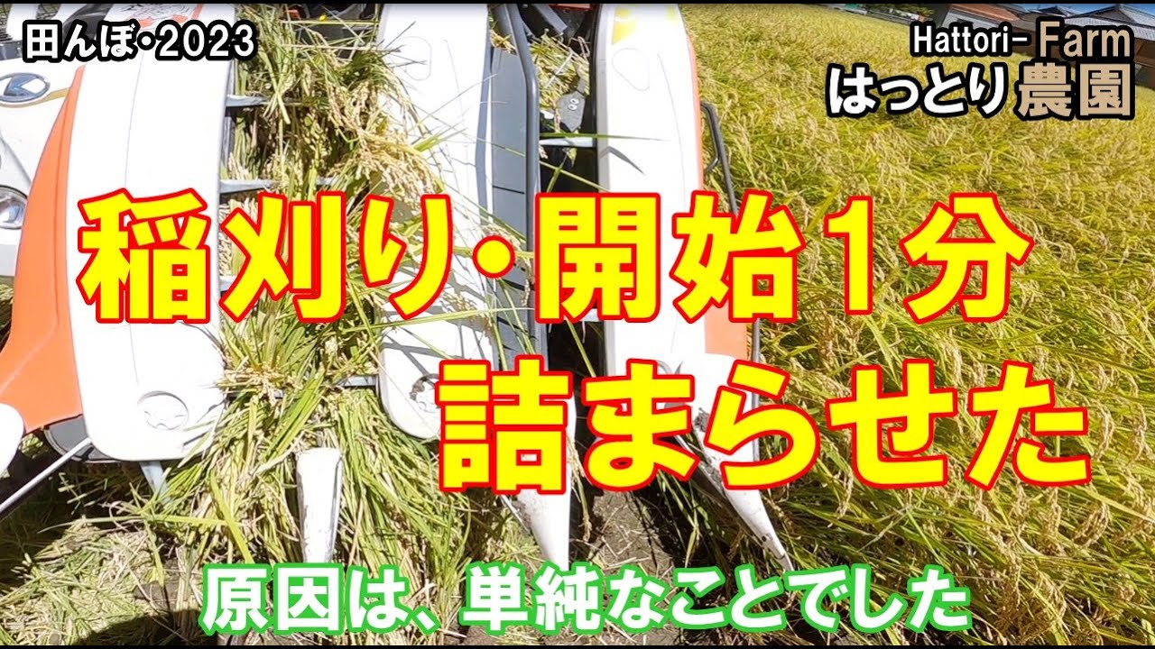 稲刈り開始1分、詰まらせる　田んぼ・2023　20230827 　クボタコンバイン・ER323