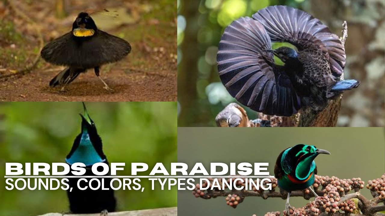 Animal Wildlife | birds of paradise sounds, color, types, also they are dancing