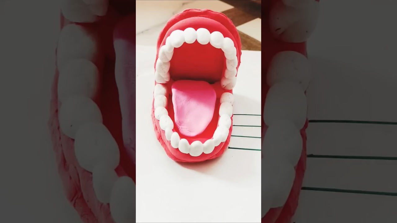 Easy teeth model making|teethmodelusingclay#science#project#claycraft#short#viralsong#viral#trending