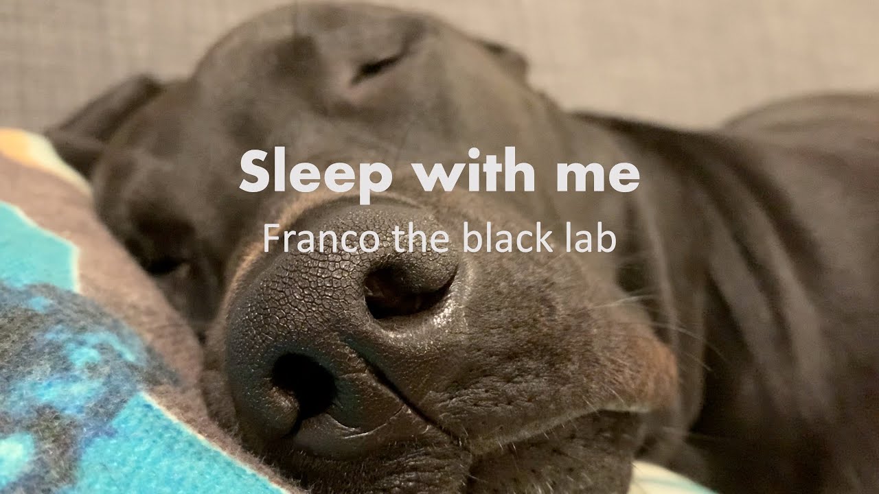 Sleep ASMR Sleeping Dog | Sleep piano and thunder sound | One hour long | Franco the black lab