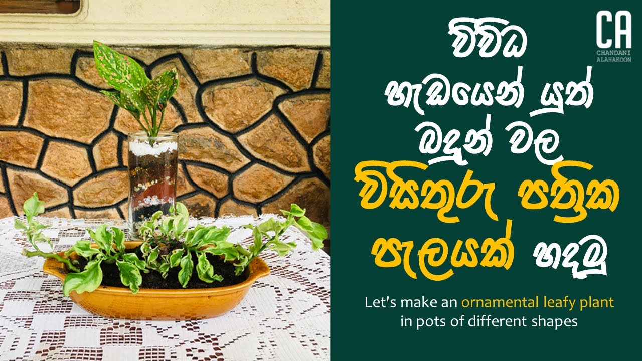විවිධ හැඩයෙන් යුත් බදුන් වල විසිතුරු පත්‍රික ශාක පැලයක් හදමු | How to make an ornamental leafy plant