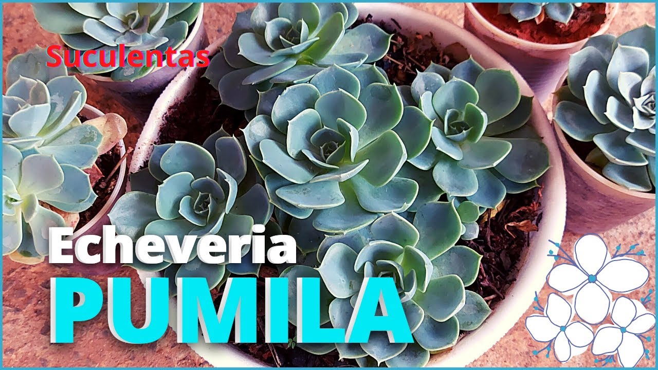 Suculenta Echeveria Pumila var. Glauca dicas de Cultivo 🪴