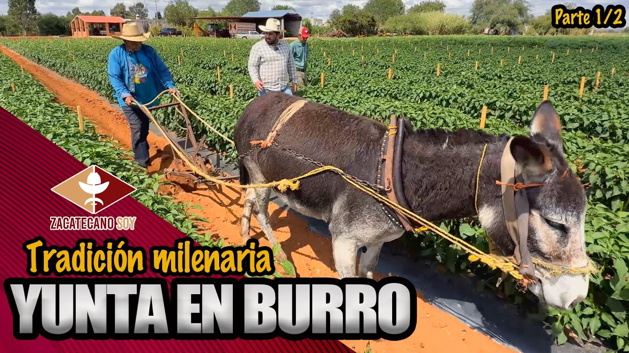 MÁS DE 70 AÑOS trabajando con mi burrito