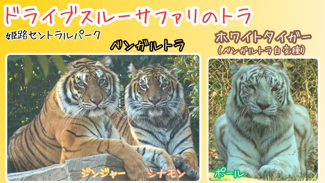 【ドライブスルーサファリのトラ】ベンガルトラ「ジンジャー」「シナモン」ホワイトタイガー（ベンガルトラ白変種）「ポール」　姫路セントラルパーク