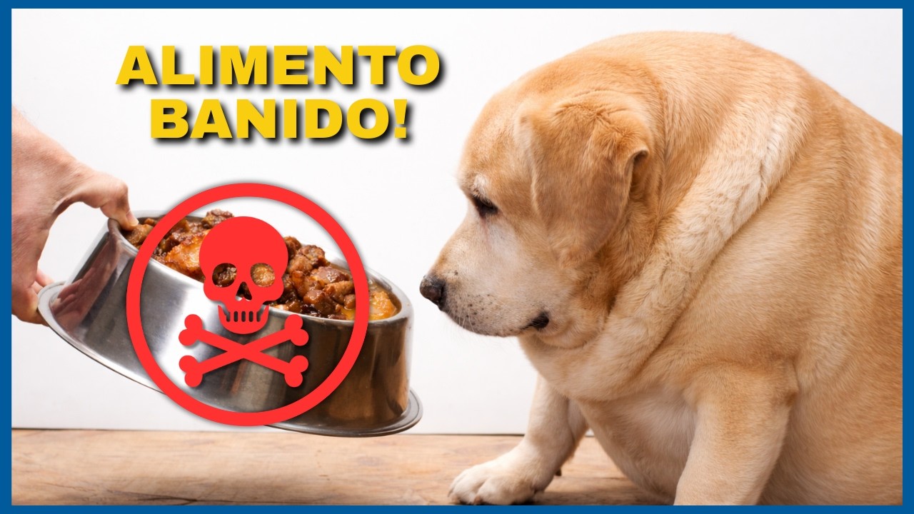 Doença SILENCIOSA E FATAL. Tudo que Você Precisa Saber Sobre Pancreatite em Cães e Gatos.