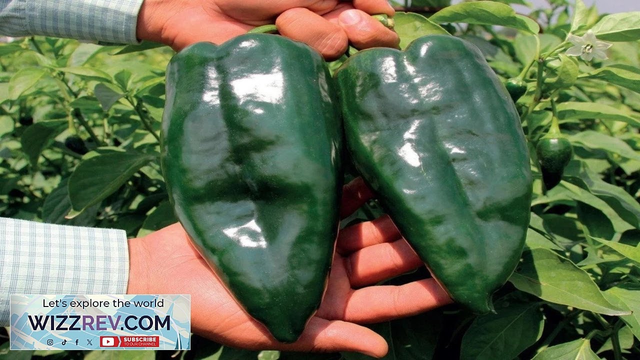 100 Heirloom Ancho Poblano Grande Pepper Seeds Giant Poblano Variety Mild 2k