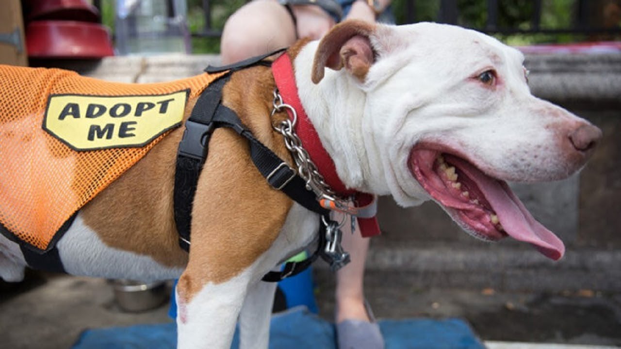 Kiko The Dog Took A Bullet For His Human, But Then Found Himself Abandoned