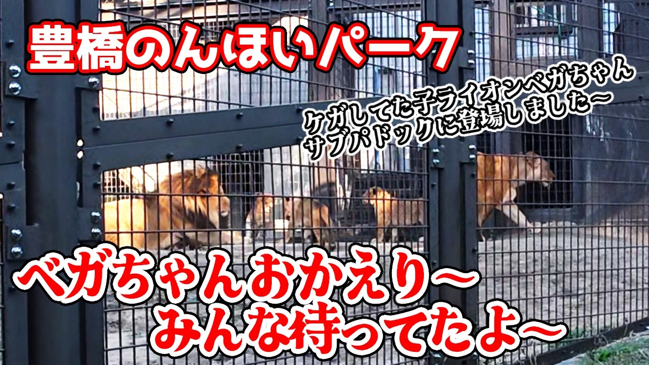 「ベガちゃん、おかえりなさ～いっ!!」ケガで展示を中止していたベガちゃんが、サブパドックに登場!!ギブスしていて、みんなとは金網越しにしか会えないけど、それでも嬉しい!!【のんほいパーク不定期巡回】