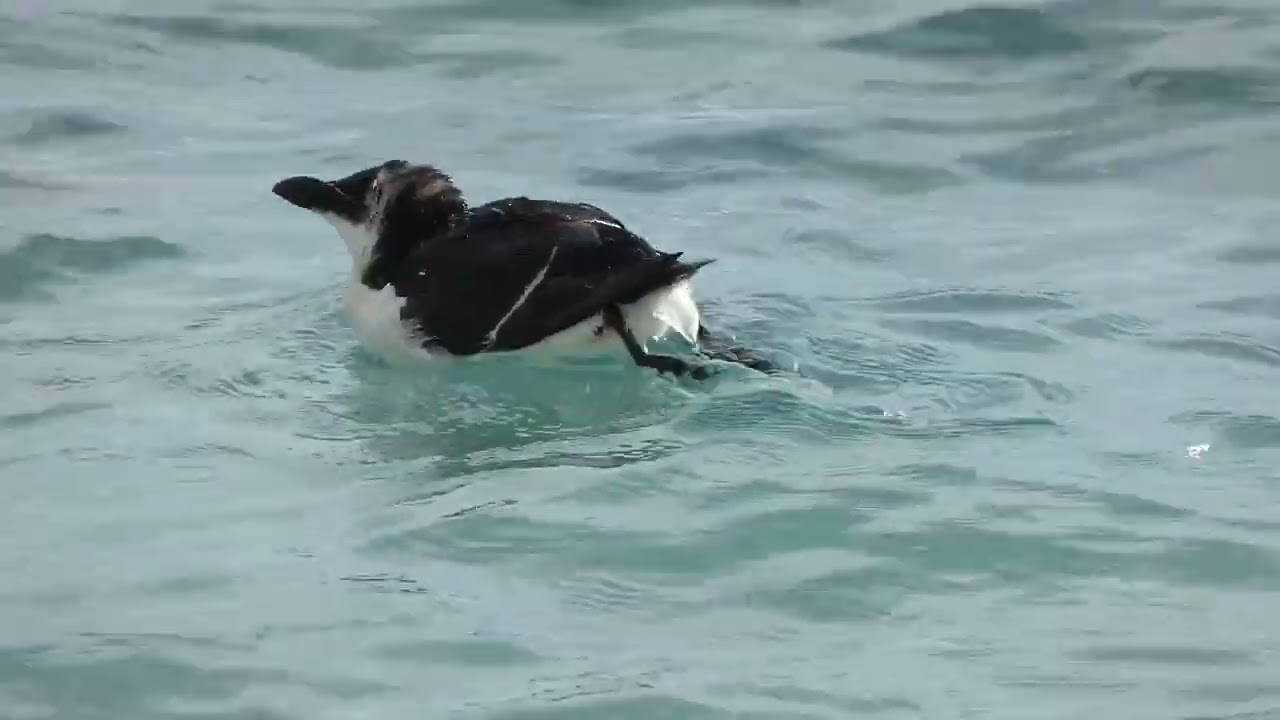 RUTA; LAS NEGRAS - CALA SAN PEDRO (Cabo de Gata)