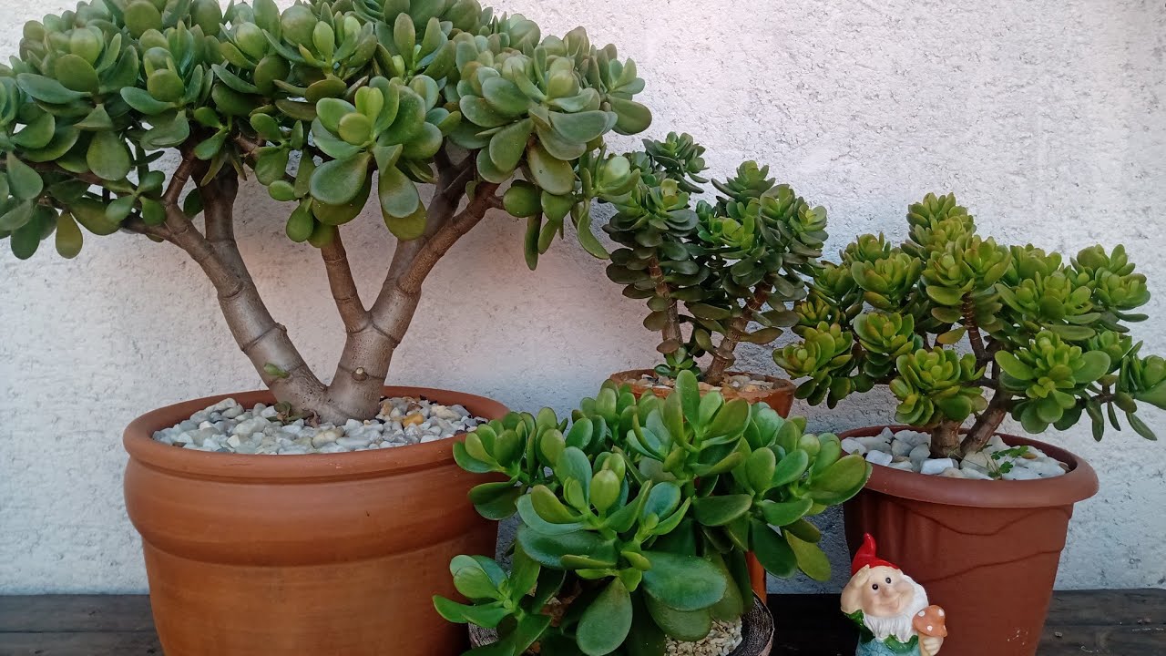 COMO CUIDAR DA PLANTA JADE  (Crassula Ovata) e ter uma linda mini árvore em seu jardim