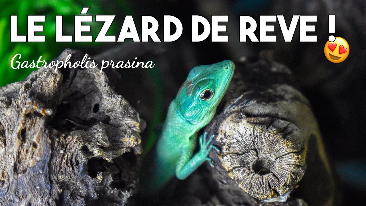 LE LÉZARD DE RÊVE: LE GASTROPHOLIS PRASINA !!