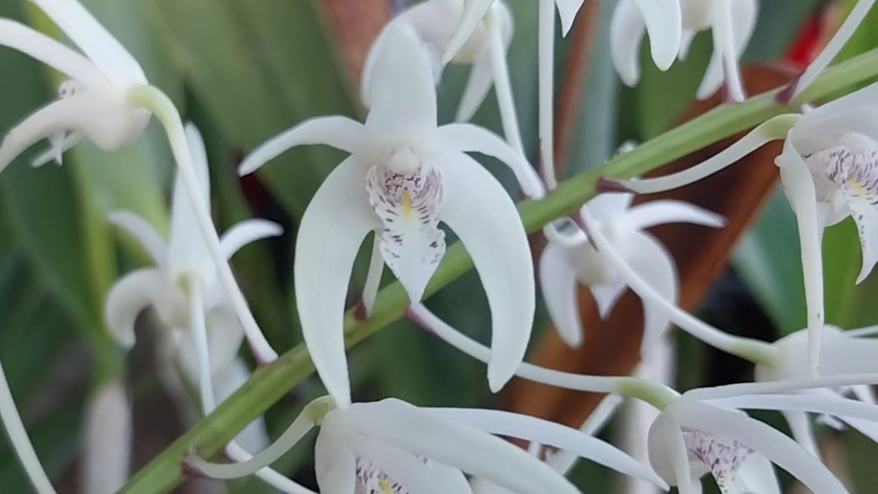Dendrobium speciosum en flor y más