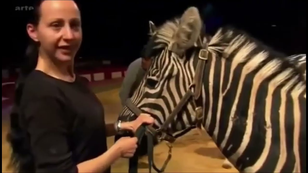 Circus Krone: le grand chapiteau des animaux (Le zèbres de Jana Mandana Lacey) Reportage 2011