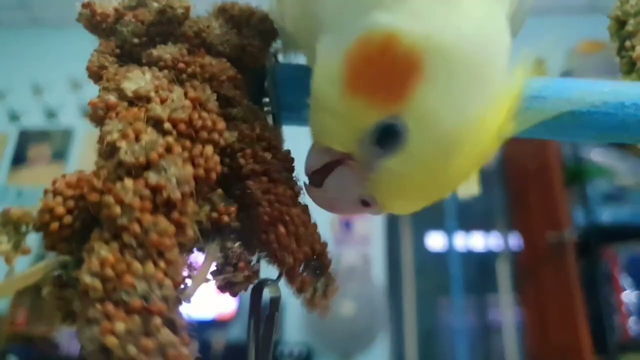 เจ้าหงอนโอริ🐦หัดแทะมิลเลตแล้วน๊า❤️ #birds #cockatiel #parrot #cute 