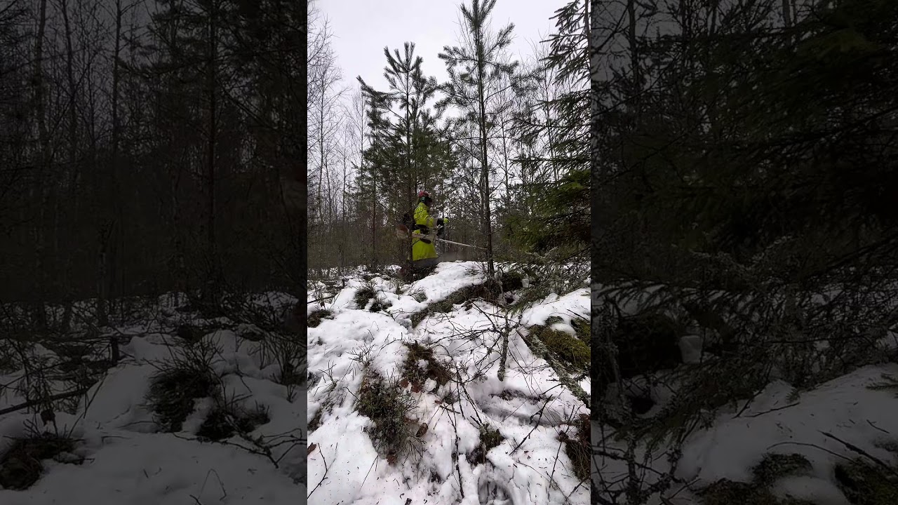 Young Forest Clearing in Sweden | Real Forestry Work