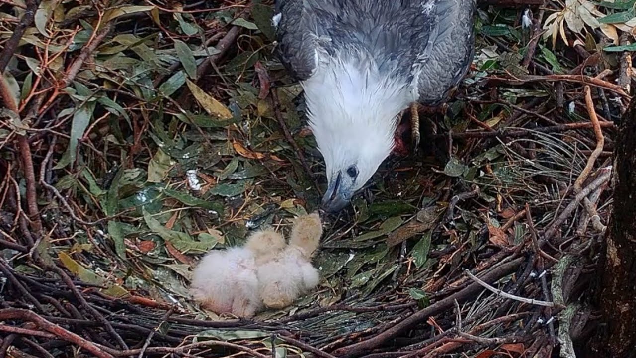 Little eaglet getting food breakfast from both parents | Sea-EagleCAM | Aug 15, 2024
