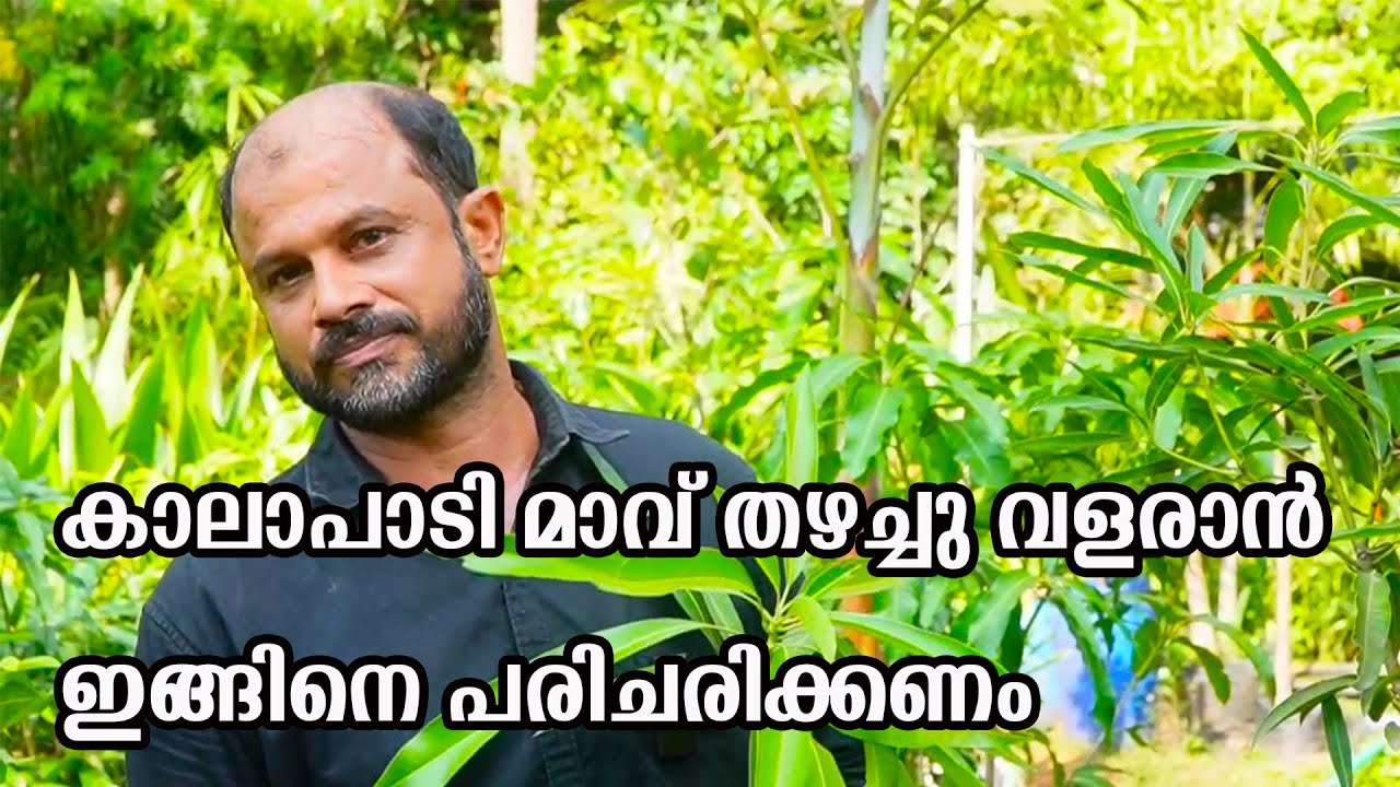 കാലാപാടി മാവിൻ്റെ ഗുണങ്ങൾ; നടേണ്ട വിധം