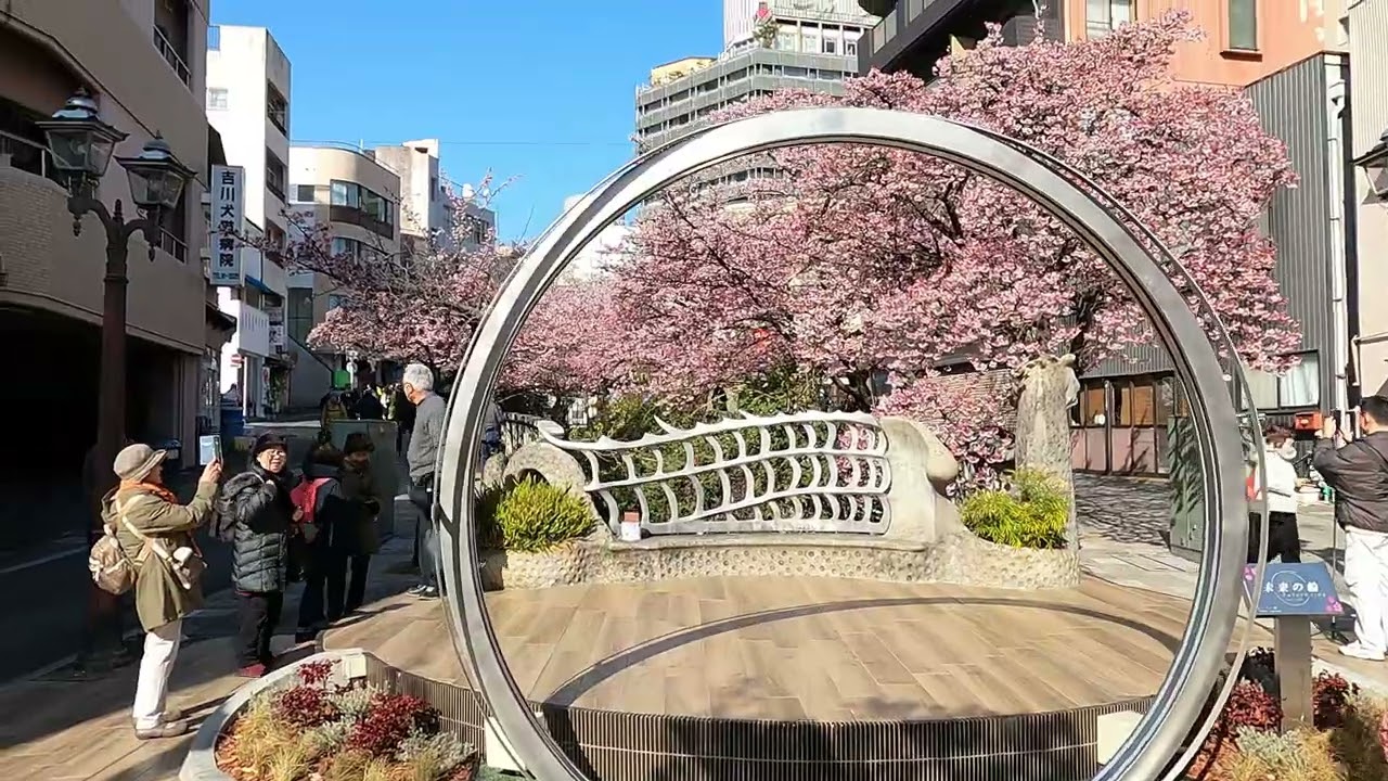 熱海糸川桜2026年1月