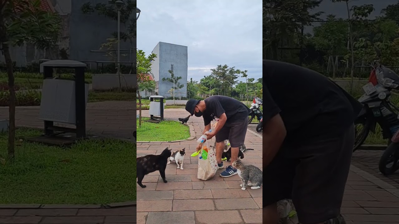Beri makan kucing terlantar