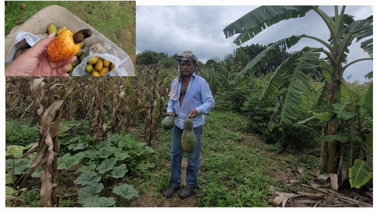 SEMANA DE CHUVAS, COLHEITAS E MUITO MAIS...