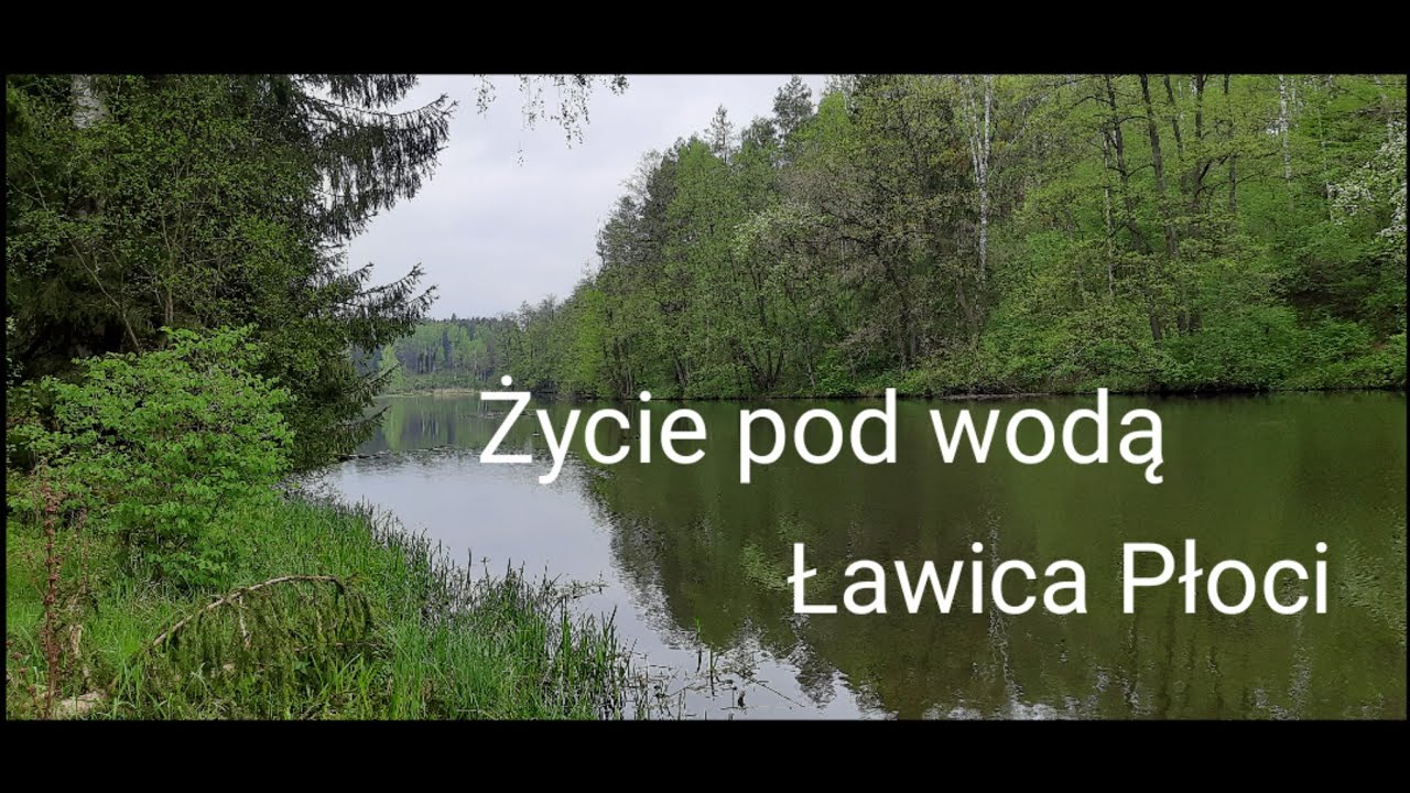 Podwodne nagranie ryb - płocie, okonie, kiełbie, leszcze - rzeka Łyna #3
