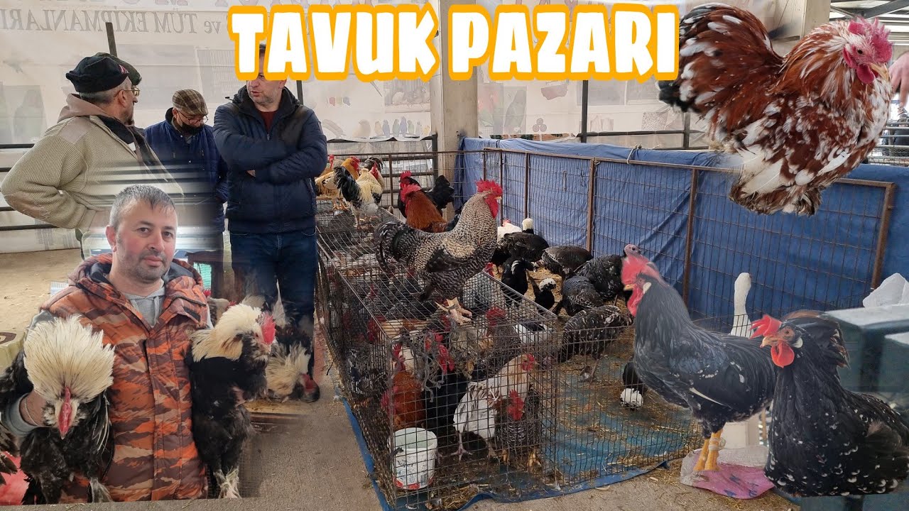 BURSA KUŞ PAZARI  TAVUK BÖLÜMÜ YİNE ÇOK KEYİFLİ  TEK TEK FİYAT SORDUK