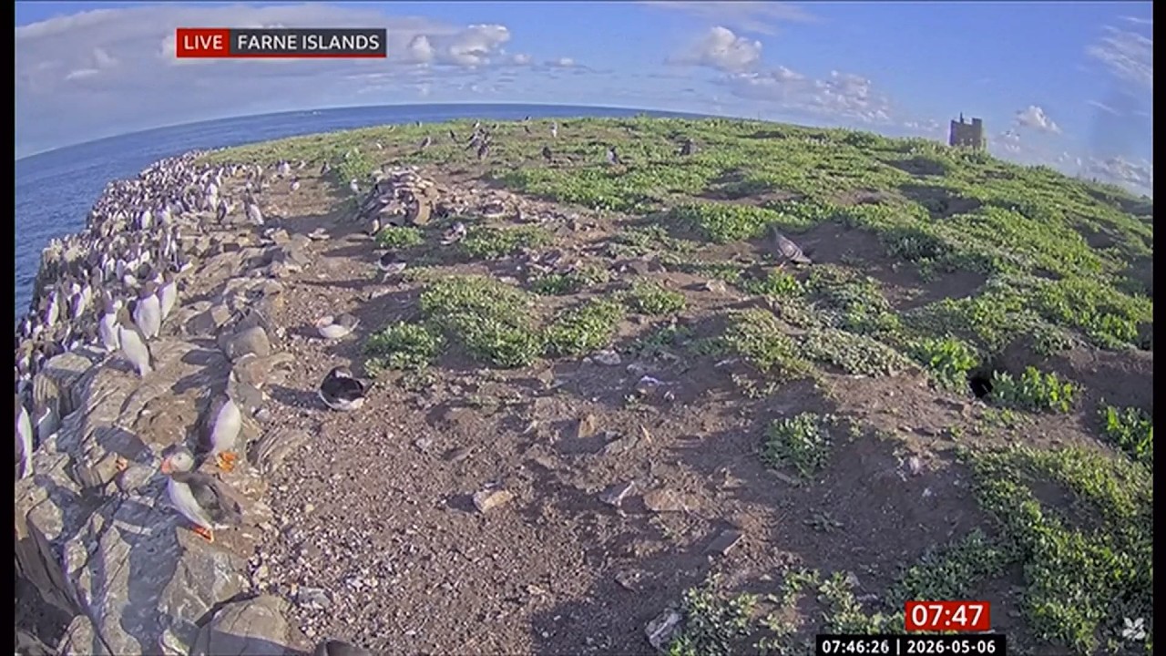 Farne Islands and watching the birds on cam views (UK) 6/May/2026