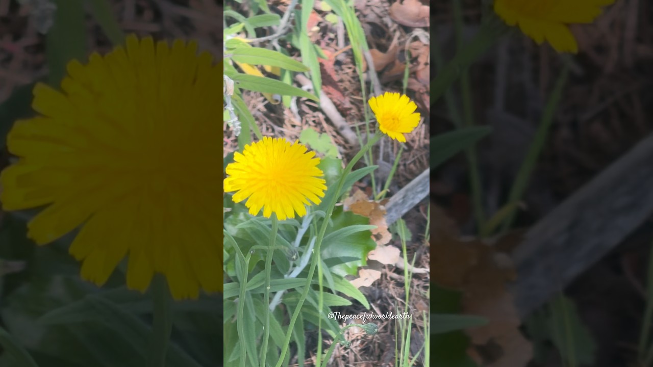 Sunny Morning In California | Coastal Flowers #thepeacefulearthshorts #thepeacefulworldearth #shorts